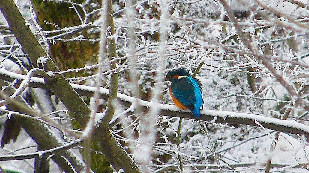Eisvogel, Der fliegende Edelstein vom Schliersee, Helmut Jenne