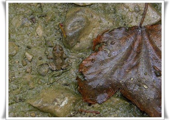 Bild Gelbbauchunke von Helmut Jenne