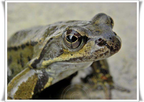 Bild Grasfrosch von Helmut Jenne