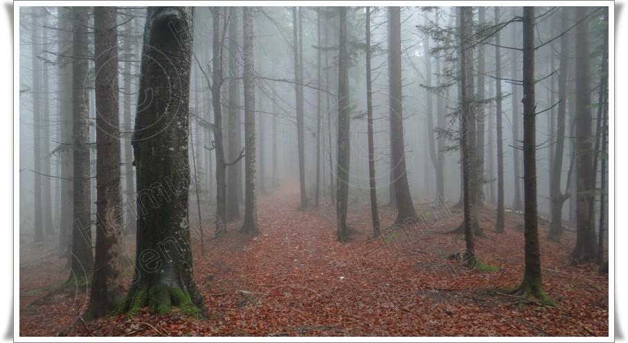 Bild Nebelwald Nebelstimmung von Helmut Jenne