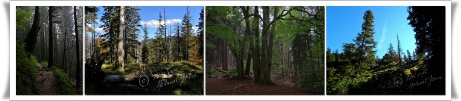 Bild Wälder von Helmut Jenne